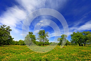 Panoramic view of the wooded meadows and wetlands by the Biebrza river in Poland