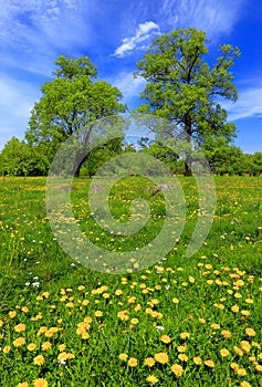 Panoramic view of the wooded meadows and wetlands - wildlife and birds reserve in the Biebrzanski National Park in Poland