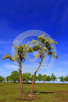 Panoramic view of the wooded meadows and wetlands - wildlife and birds reserve in the Biebrzanski National Park in Poland