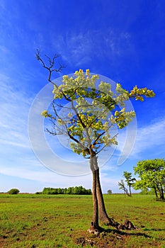 Panoramic view of the wooded meadows and wetlands - wildlife and birds reserve in the Biebrzanski National Park in Poland