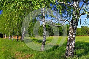 Panoramic view of the wooded meadows and wetlands - wildlife and birds reserve in the Biebrzanski National Park in Poland