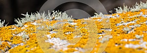 Panoramic view of yellow lichen growing for botanical color palette