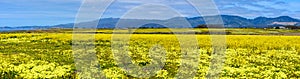 Panoramic view of yellow mustard field in bloom on the Pacific Ocean coastline, with hills on horizon near Half Moon Bay,