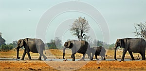 Landscape view of a family of elephants walking past a waterhole with a clear blue hazy sky in Makololo, Hwange National Park, Zim photo
