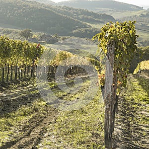 Panoramic vineyard in Tuscany