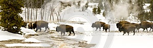 Panoramic vista of herd of bison or American buffalo in Upper Ge