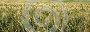 Panoramic Wheat Field photo