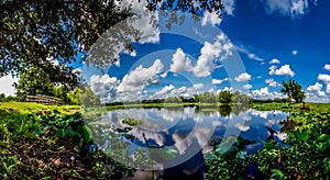 A Panoramic Wide Angle Shot of a Beautiful Lake with Summer Yellow Lotus Lilies, Blue Skies, White Clouds, and Green Foliage