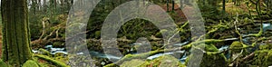 Panoramic wide view on ancient forest woodland in Devon, UK