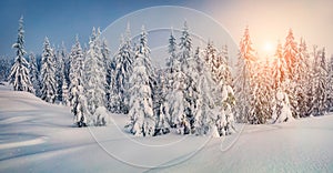 Panoramic winter view of mountain valley. Exciting sunrise in Carpathian mountains, Ukraine, Europe