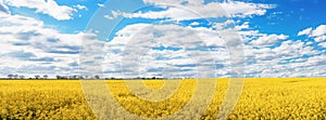 Panoramic of Yellow Rapeseed field and blue sky on spring day. Usual rural England landscape in Yorkshire