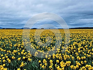 A Panoramiic Sea of Yellow Daffodis