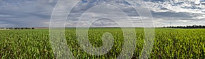 Panorarmic view of infinity green fields at rainy cloudy day