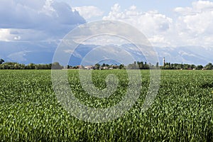Panormaic view of the cultivated land of Friuli - Italy