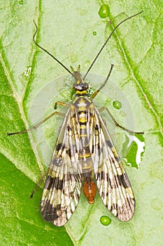 Panorpa communis / common scorpionfly photo
