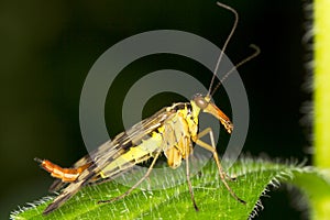 Panorpa communis / common scorpionfly