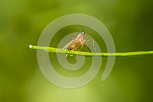 Panorpa communis, the common scorpionfly