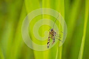 Panorpa communis, the common scorpionfly