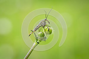 Panorpa communis, common scorpionfly resting