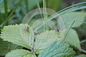 Panorpa communis on green leaves