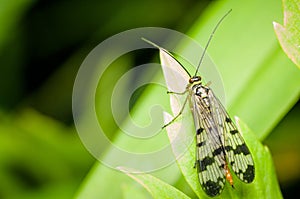 Panorpa on a green leaf - Arthropod macro