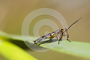 Panorpa meridionalis scorpionfly strange insect of intimidating appearance but totally harmless males have a stinger-like