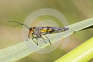 Panorpa meridionalis scorpionfly strange insect of intimidating appearance but totally harmless males have a stinger-like