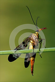 Panorpidae green branch photo