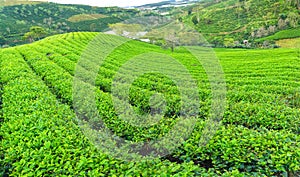 Panrama green tea hill in the highlands in the morning.