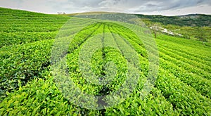 Panrama green tea hill in the highlands in the morning.