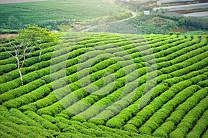 Panrama green tea hill in the highlands in the morning.