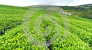 Panrama green tea hill in the highlands in the morning.