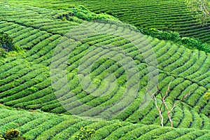 Panrama green tea hill in the highlands in the morning.