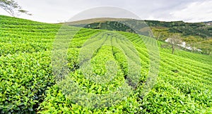 Panrama green tea hill in the highlands in the morning.