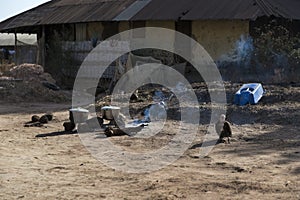 Pans cooking in a fire in front of a hut in a slum in the outskirts of the city of Gabu, with a vulture, in Guinea Bissau
