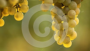 Panshot of white wine grapes swaying gently in the evening sun