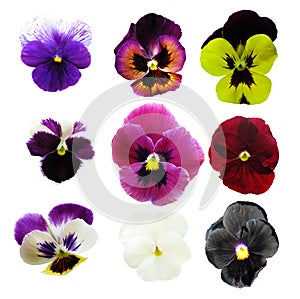 Pansies photo