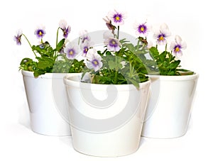 Pansies photo