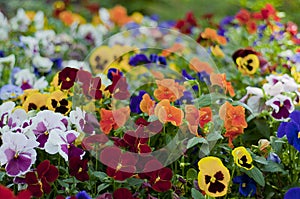 Pansies