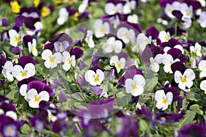 Pansies