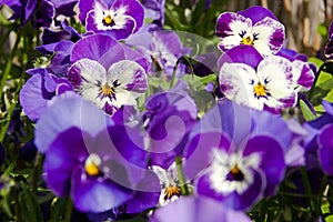 Pansies blooms