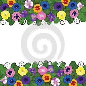 Pansies border