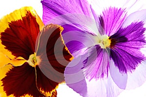 Pansies