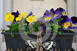 Pansies in a flower box on a windowsill in May. Berlin, Germany