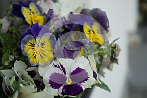 Pansies in a flower pot in June. Berlin, Germany