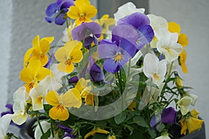 Pansies in a flower pot in May.  Berlin, Germany