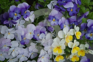 Pansies in a flower pot in May. Berlin, Germany