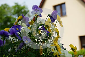 Pansies in a flower pot in May. Berlin, Germany