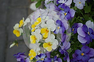 Pansies in a flower pot in May. Berlin, Germany