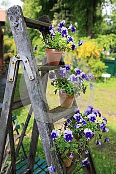 Pansies in flower pots decorated on an old wooden ladder in the garden